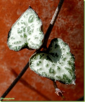 Come debellare la cocciniglia